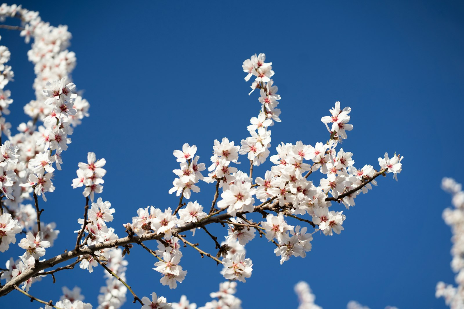 Almond blossom in close-up, the winter flowering seen across Mallorca in late January and February